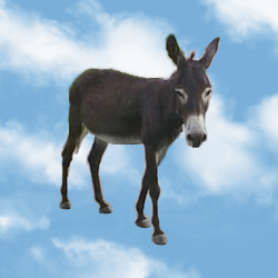 the Skydonkey in the coulds