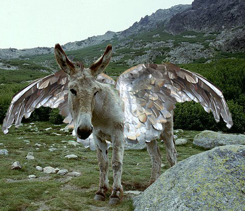 the Skydonkey resting on a mountaintop